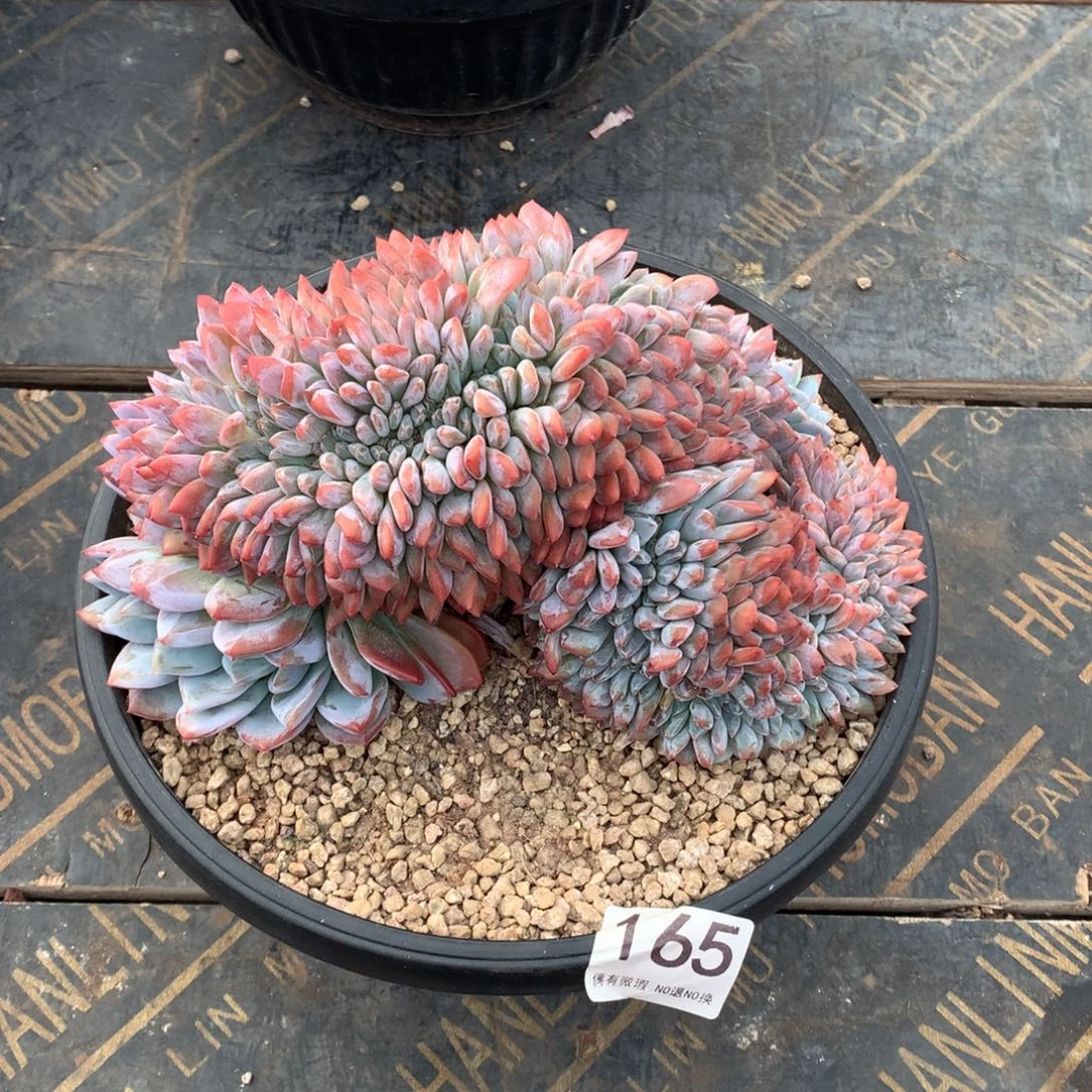 165橙子缀化多肉植物