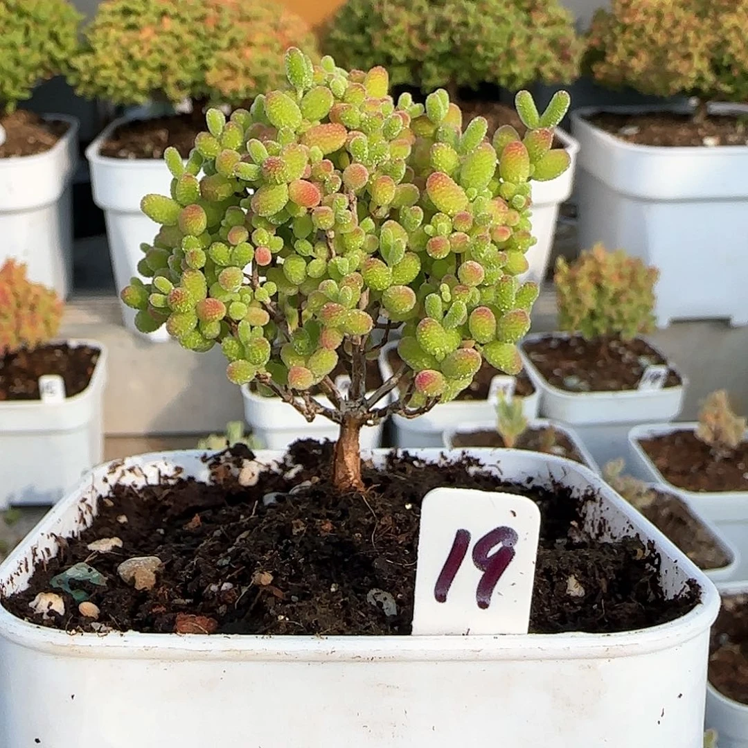 蜜橘糖球枝干番杏