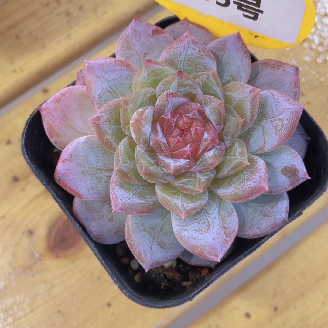 855号 钻石珍妮糖心