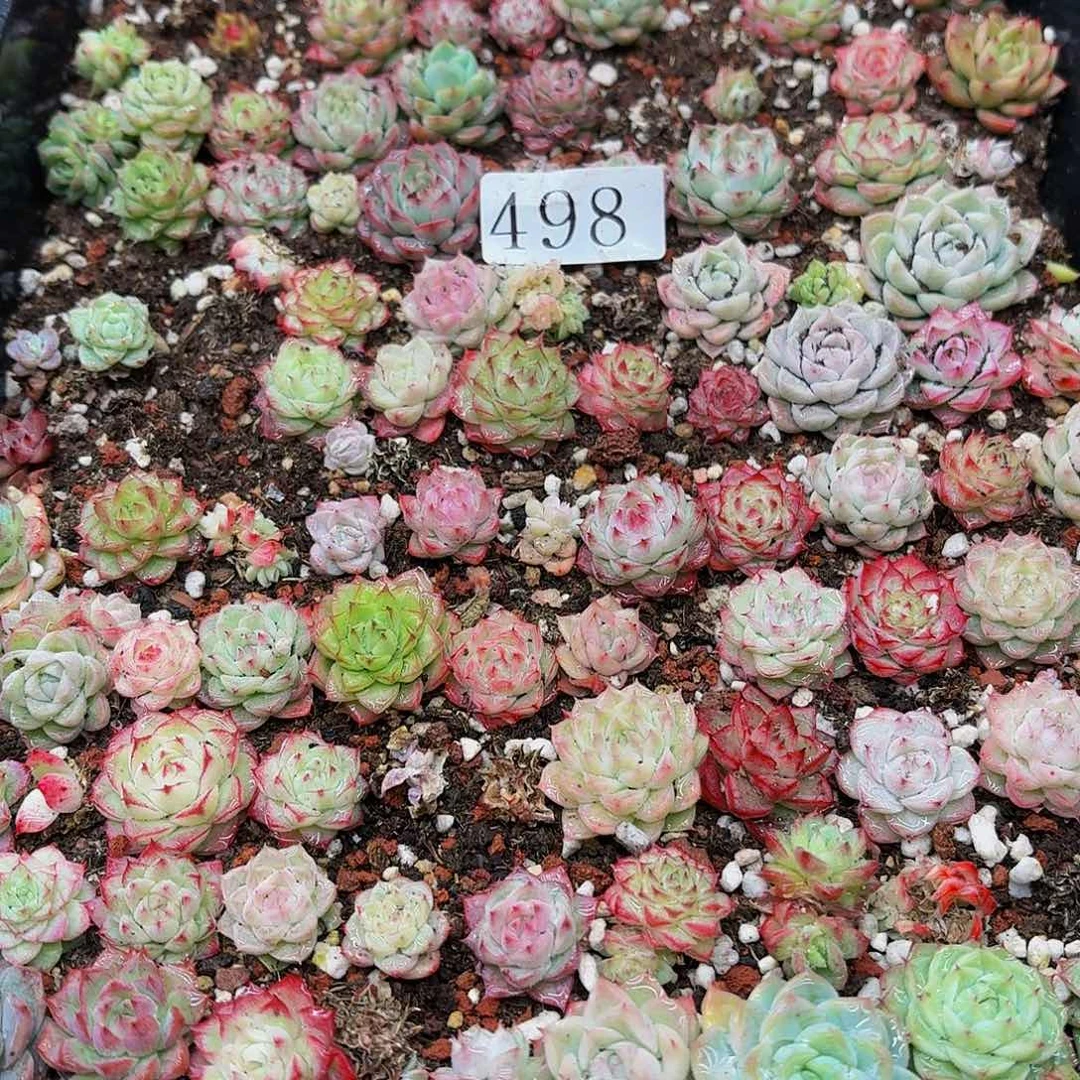 多肉植物多肉植物498