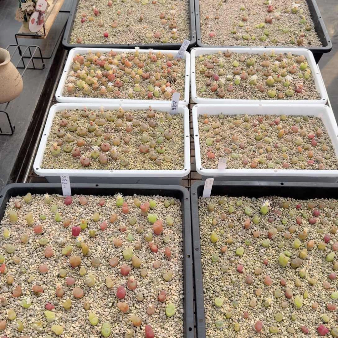 毛汗尼 12-17-L6。