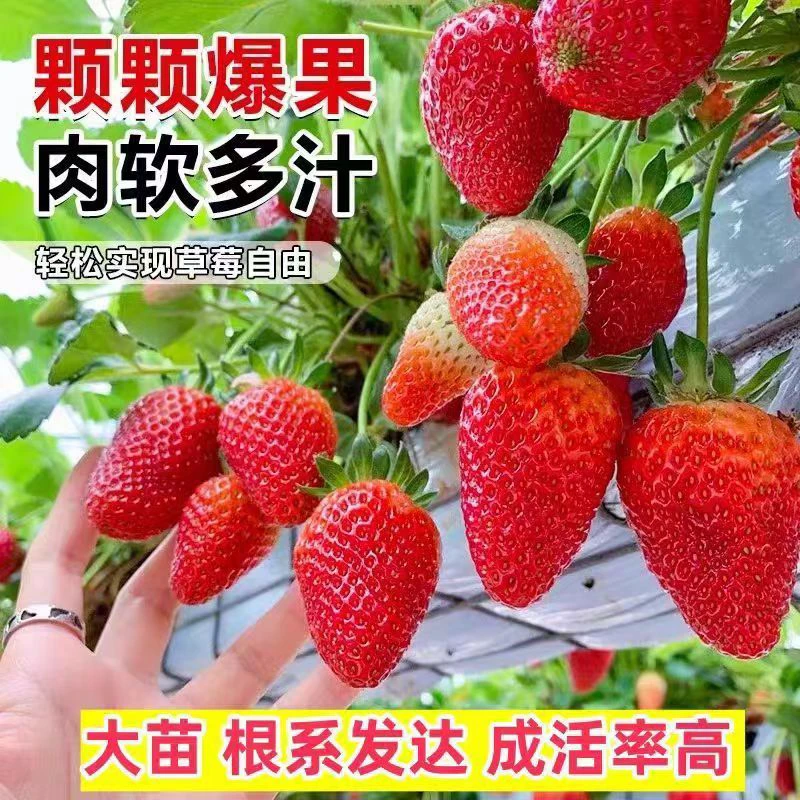 【草莓苗带花带果】邮政助农草莓盆栽绿植现挖现发奶油草莓基地