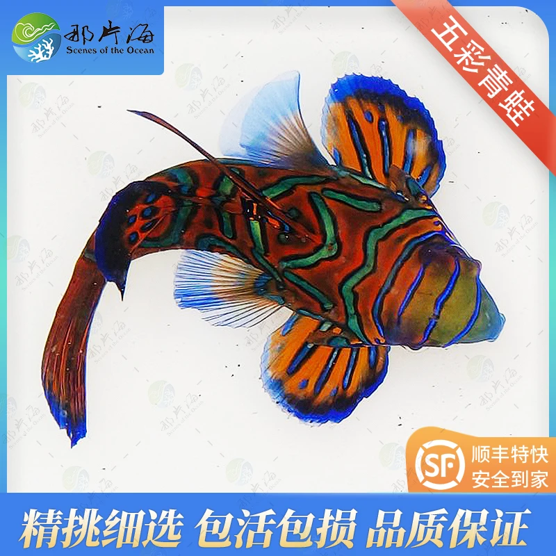 五彩青蛙 （吃蛋白虫扁跳虾）海水 观赏（售后需开箱视频）