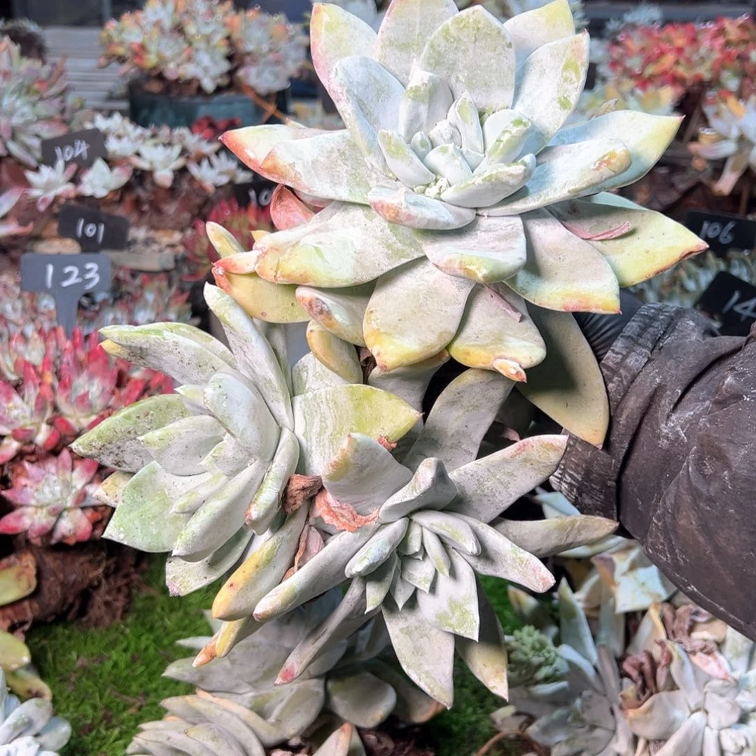 8162哈哈哈哈哈哈哈哈