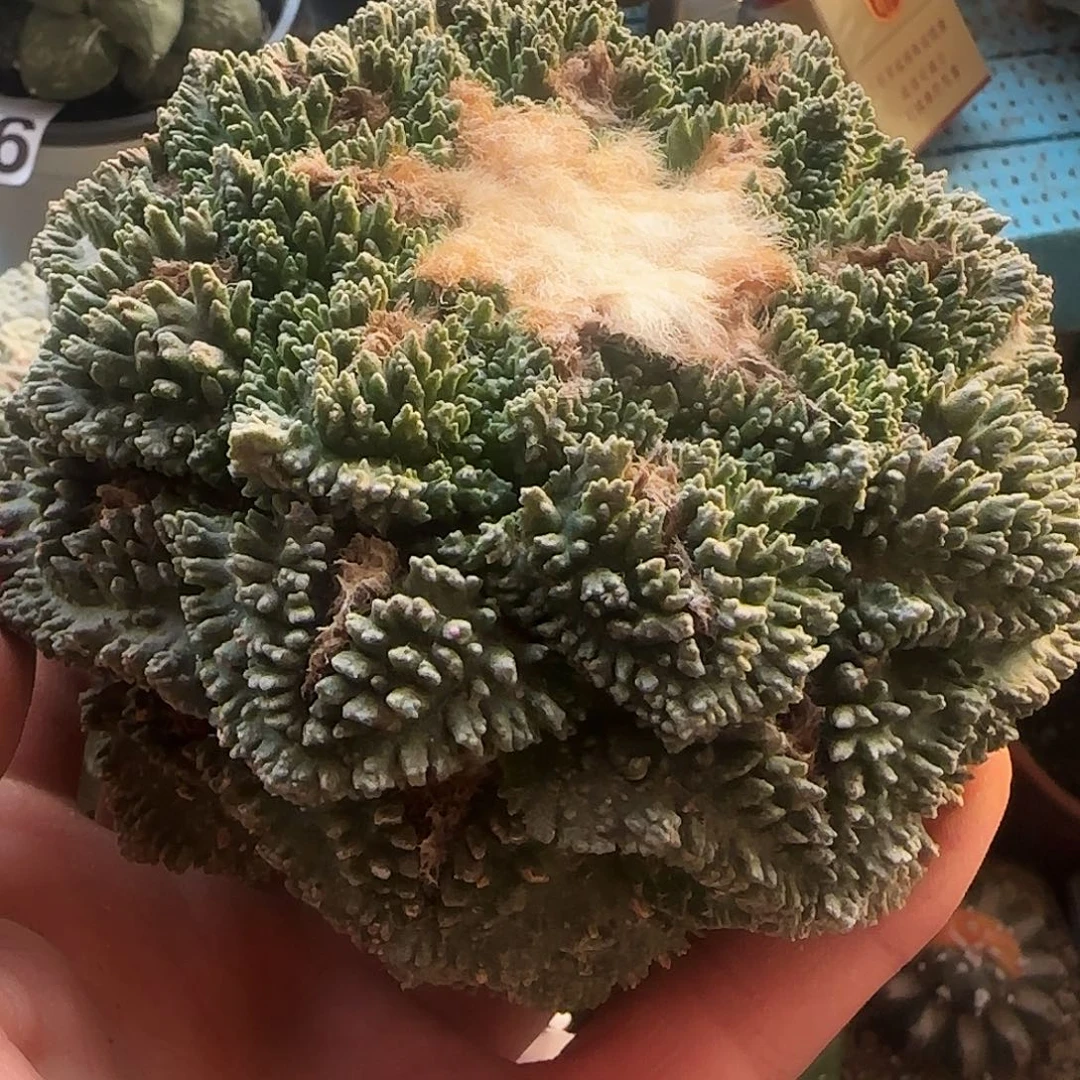 大哥斯拉954仙人球开花