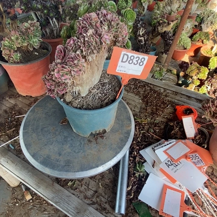 ^***喜D838荔枝荔枝荔枝