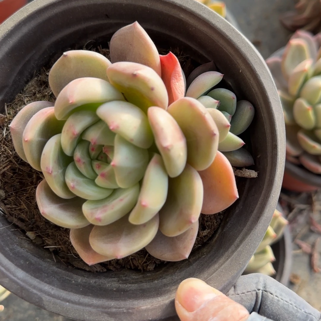 无花朵150小双头橙子