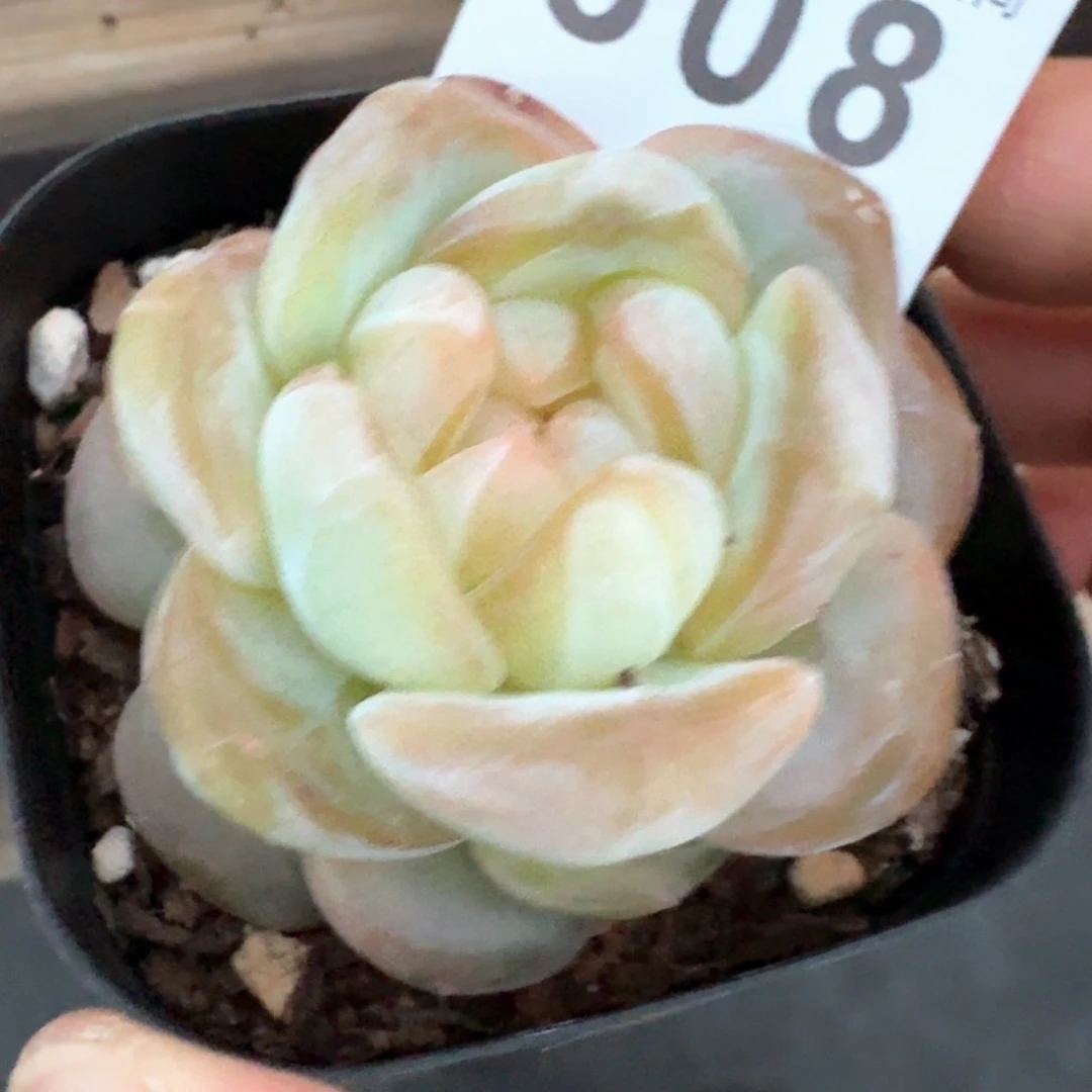 小***您嫦娥珍妮         多肉植物