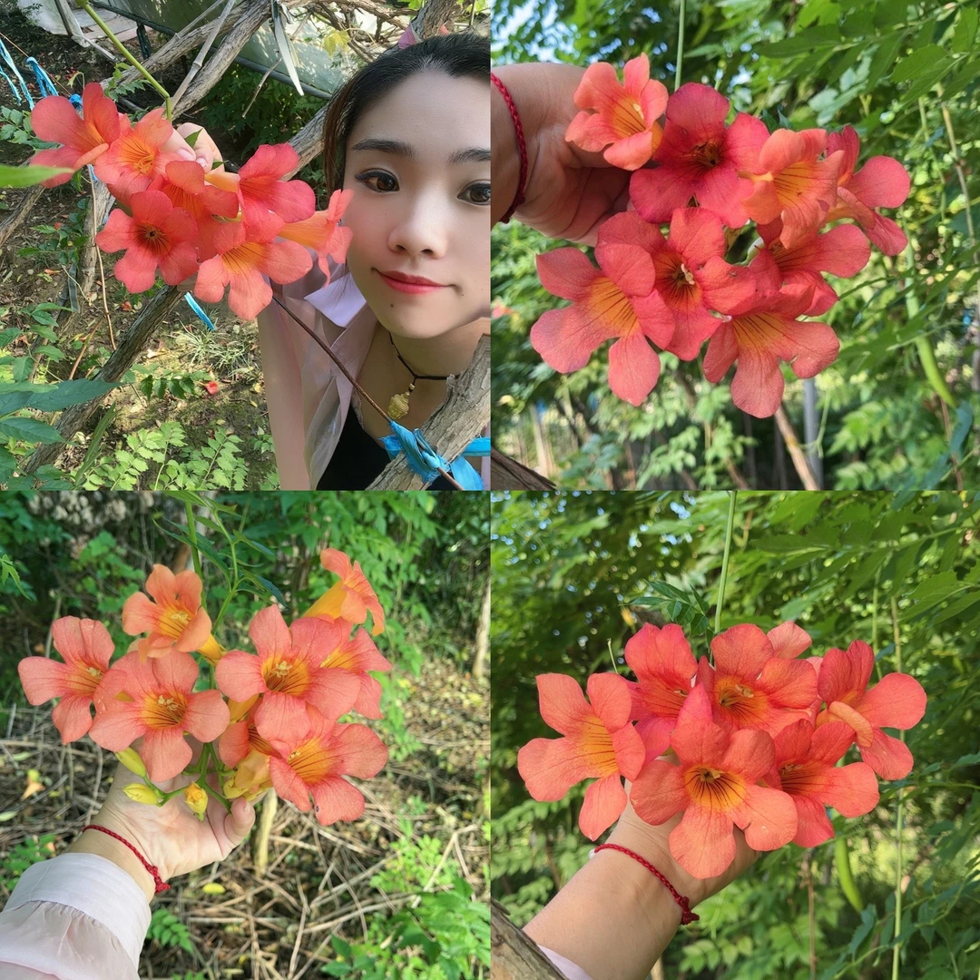 中华变色龙大花多色麻花辫独杆凌霄