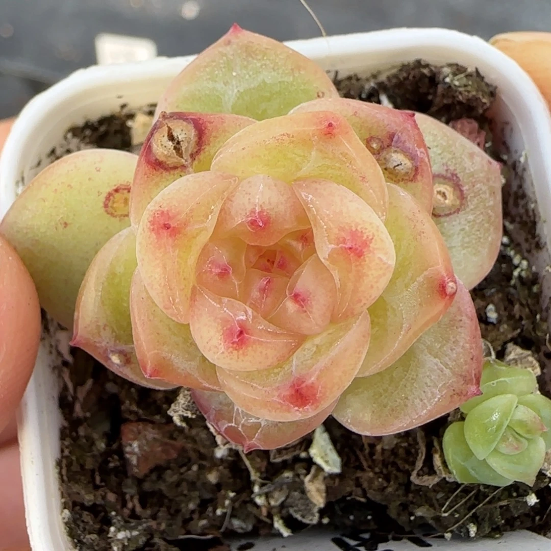 832 盆7床一个满25包邮