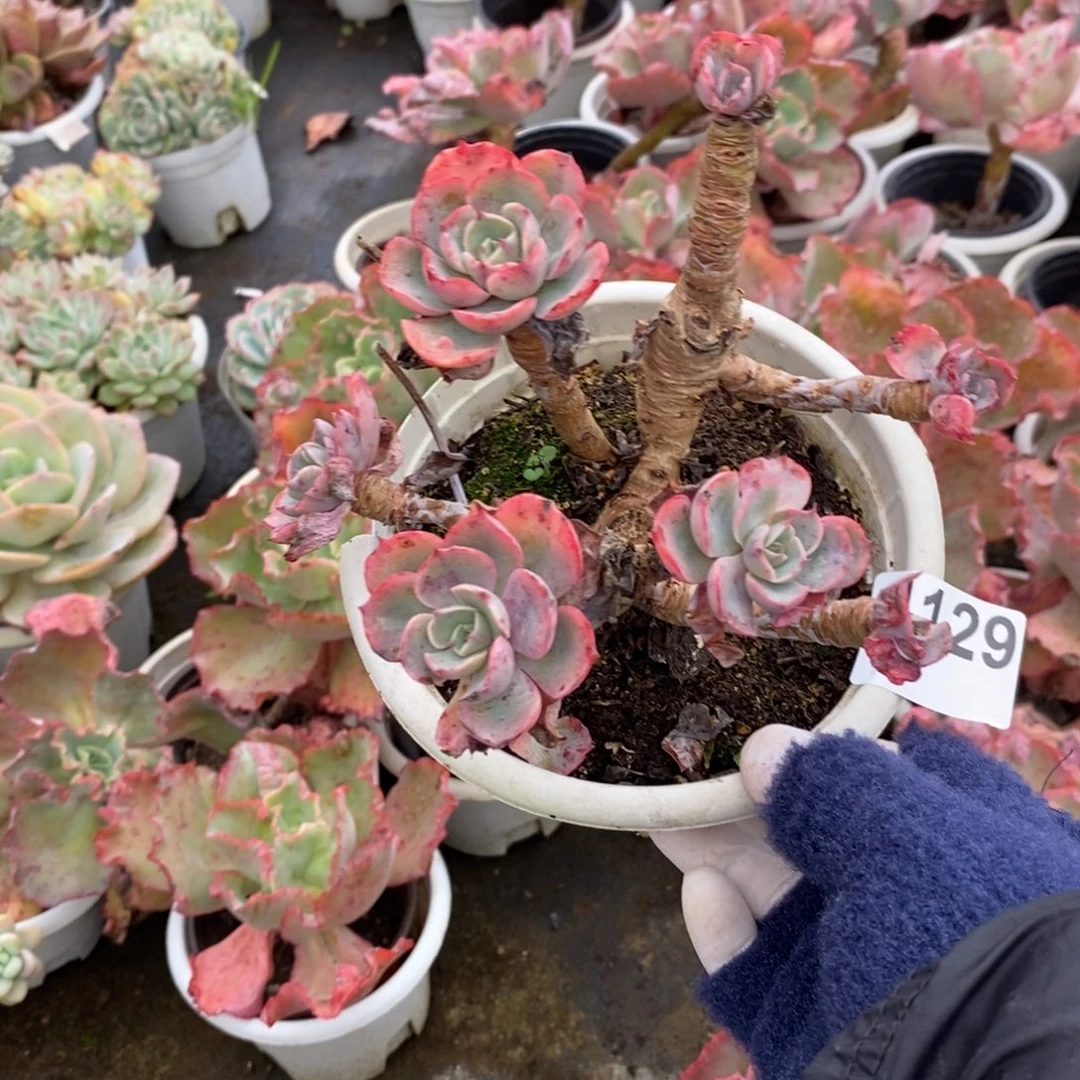 4129雨滴多头老桩一物一拍