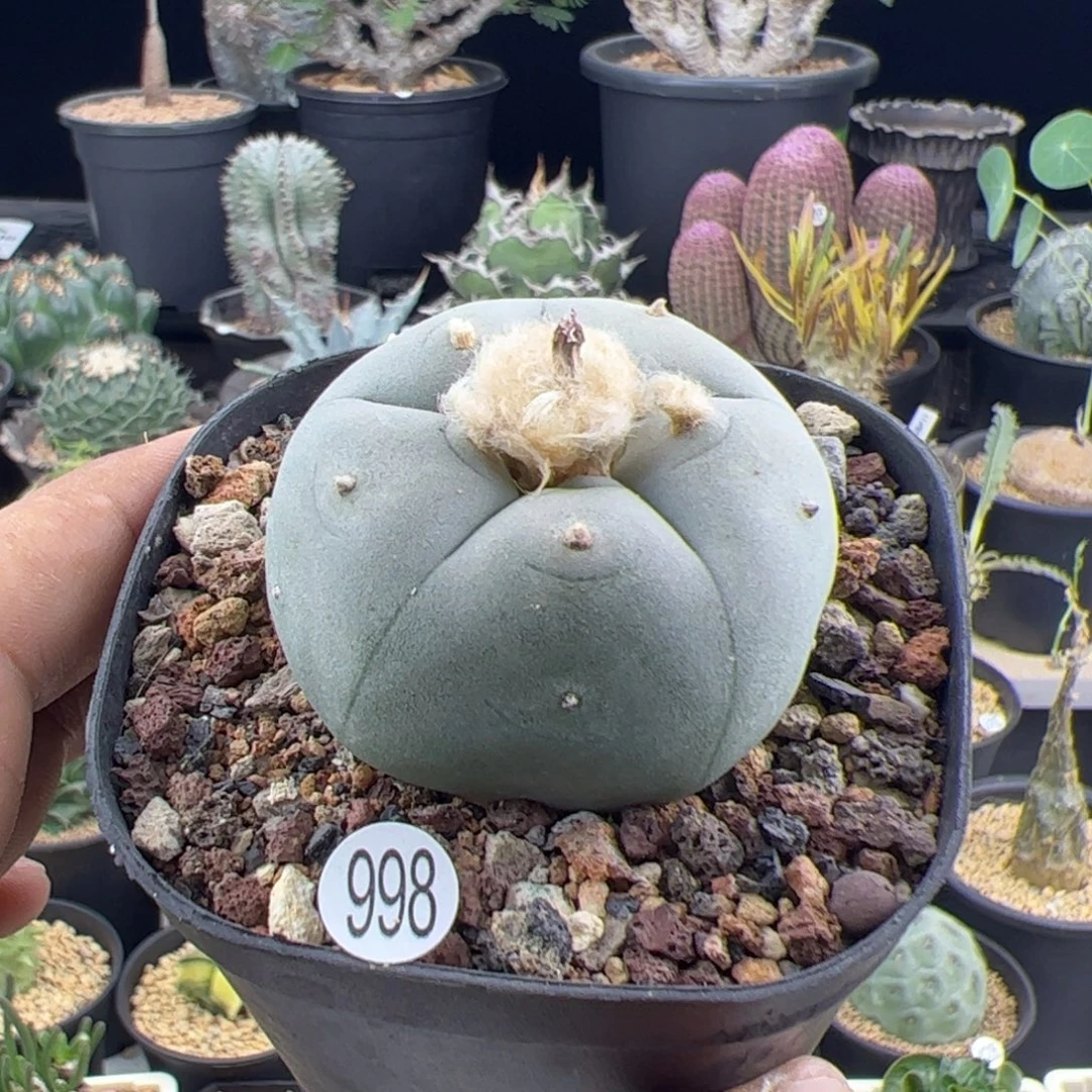 草球实生4.7一物一拍