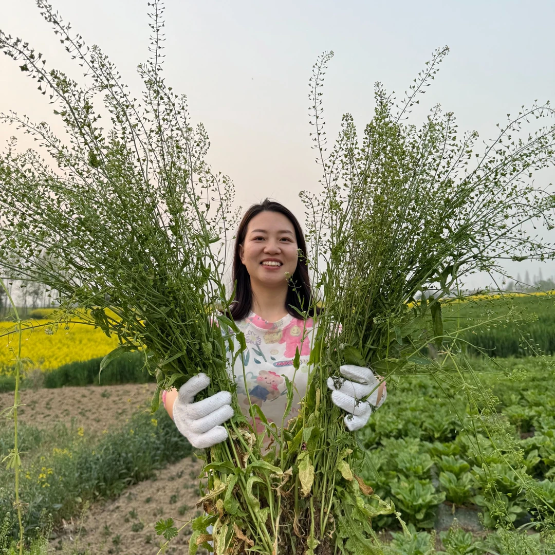 三月三老荠菜地米菜煮鸡蛋用地菜花野菜