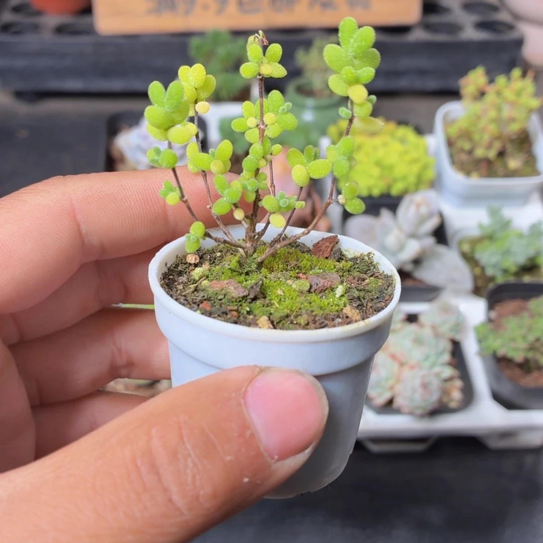 小蜜橘糖球多肉9.9包邮发货