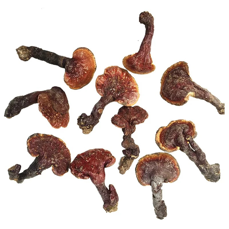 【老承山货】云南中缅边境深山赤灵芝