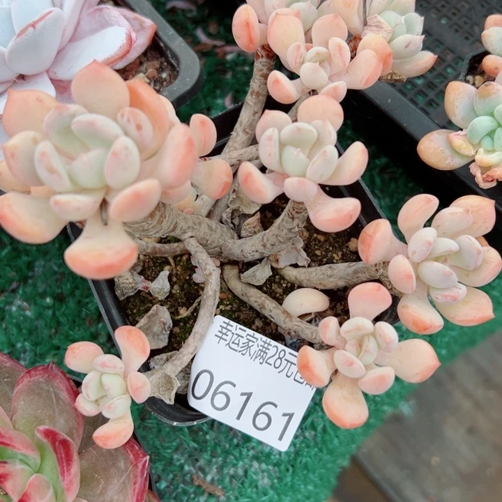 幸运的是我还没遇到
