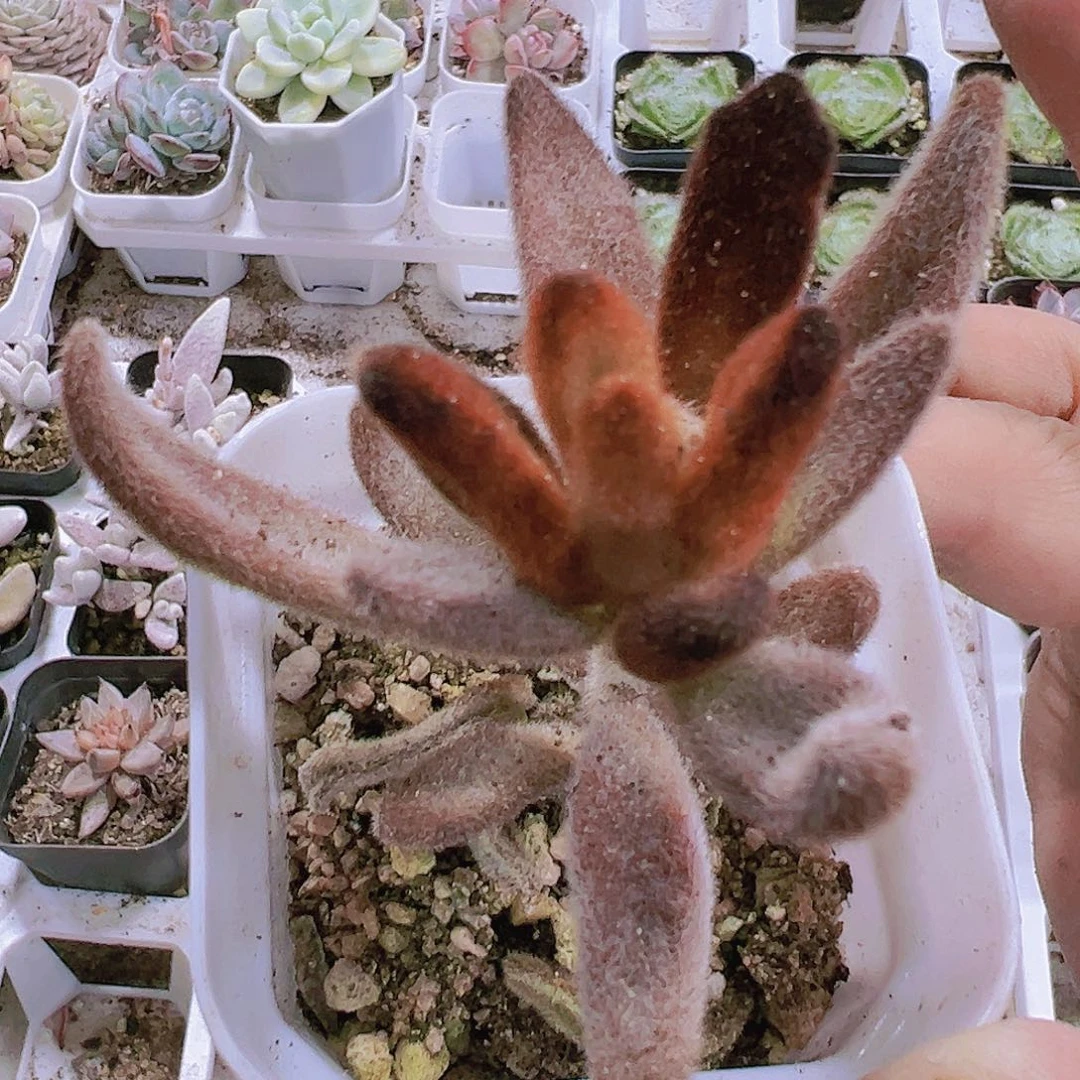 孙吾空19包邮多肉