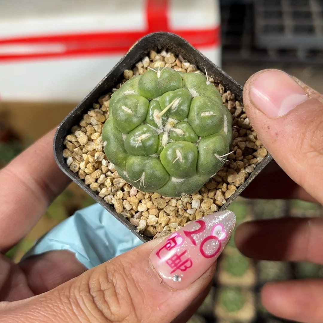 蜘蛛眼象牙单头发货有根