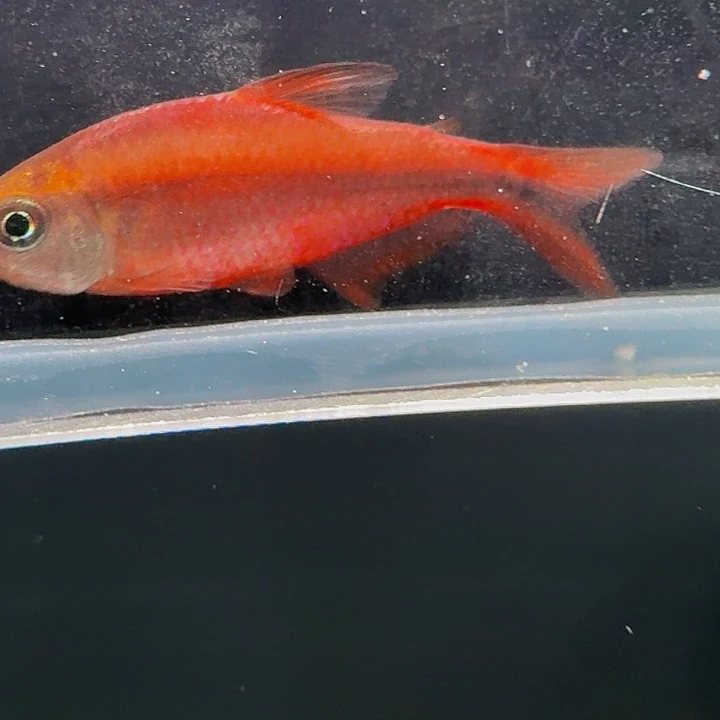 嘟***灯科鱼左下缸-17 超红2.5cm左右 1条