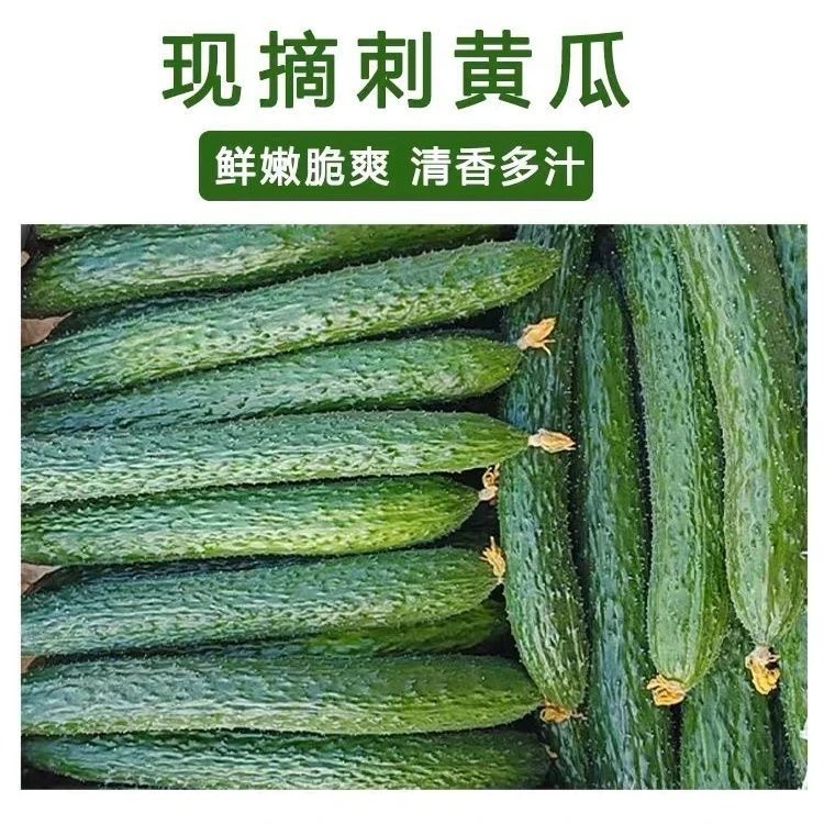 【现摘现发】新鲜黄瓜现摘现发生吃凉拌脆甜可口农家种植