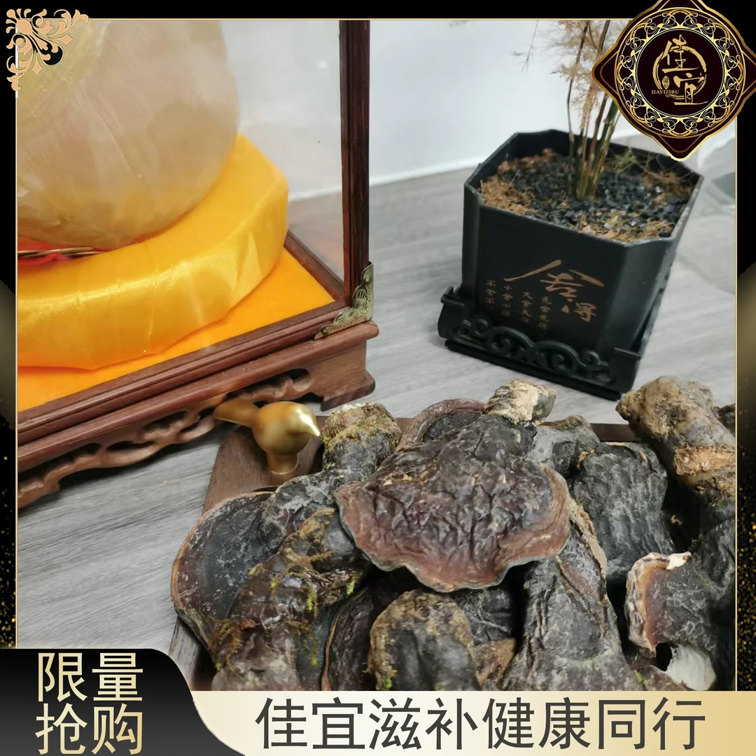 【佳宜鱼胶】鱼胶广东 松杉零芝