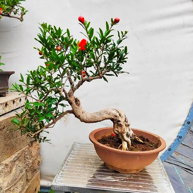 花景石榴花盆栽门口带果发货年宵可食用植物