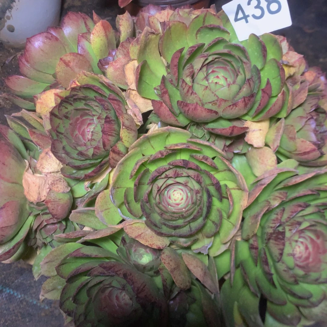 438万拉丝多肉植物