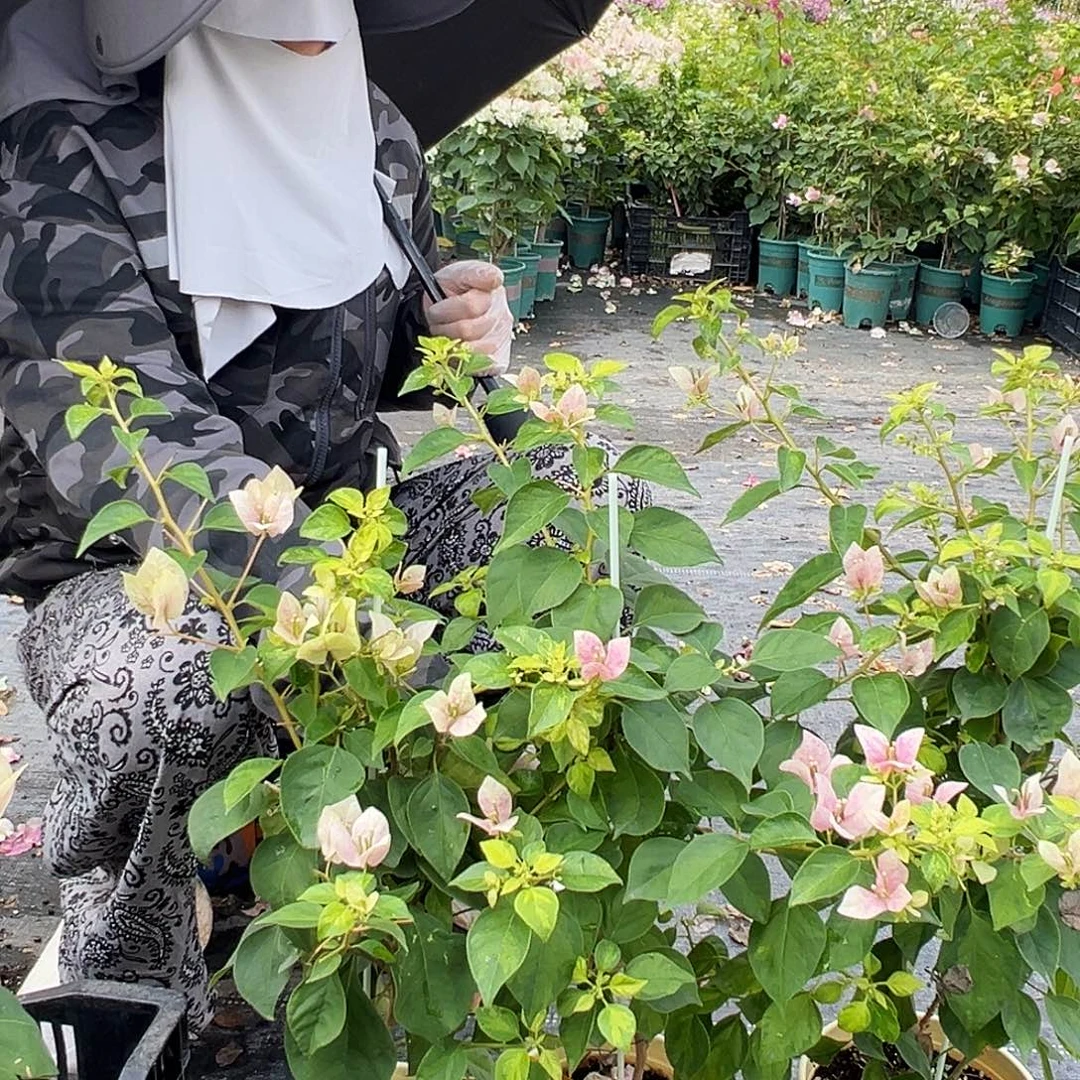 大部分花苞少量开放杂班五宝带竹一棵