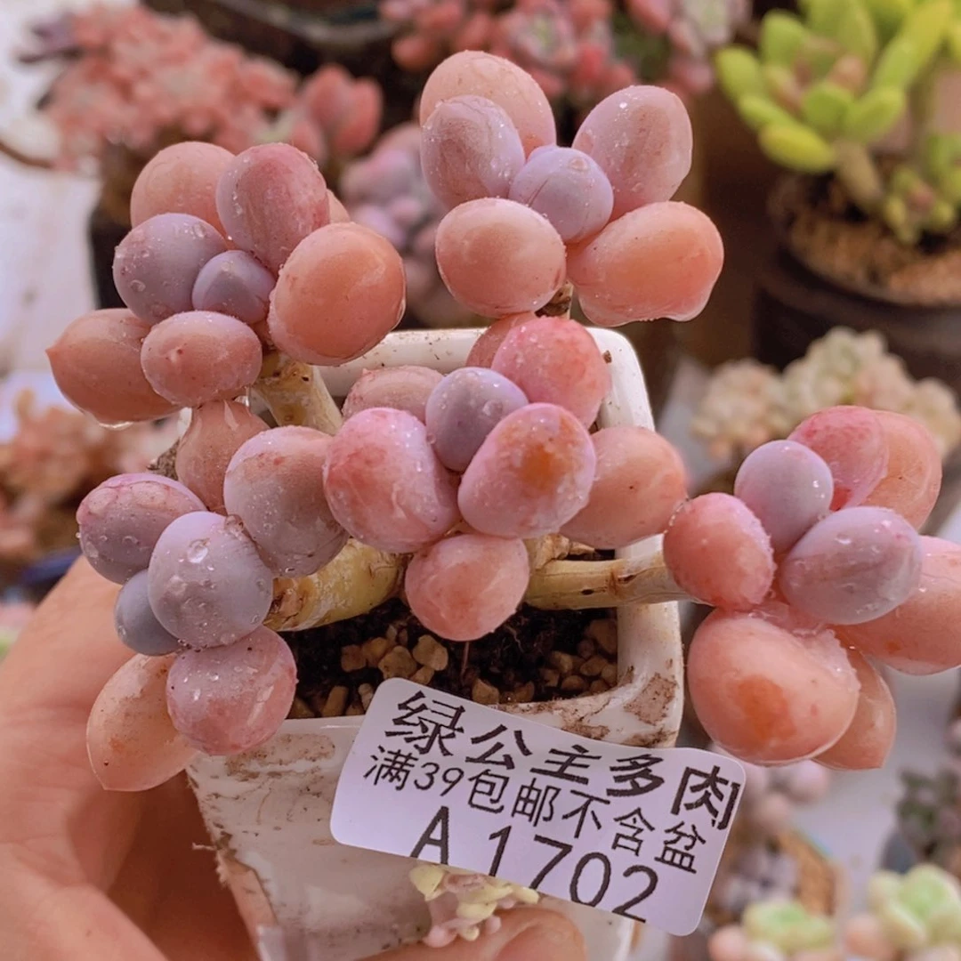 香水手指奶老桩8cm1702多肉酱