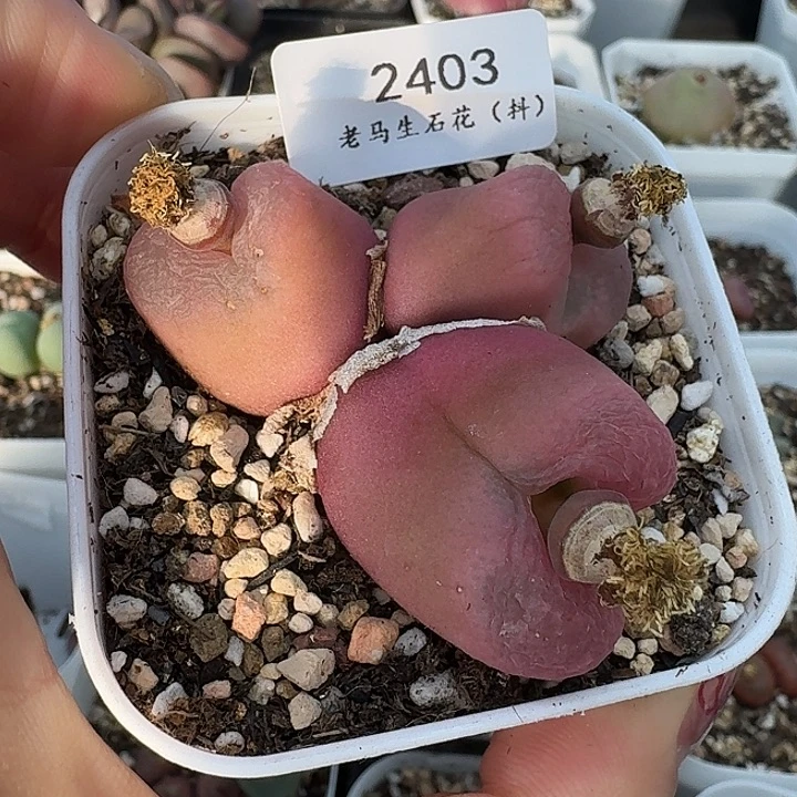 老马生石花三头毛2403