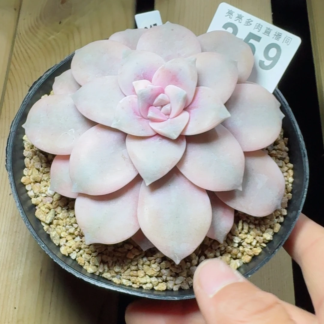 华丽风车锦      愿你一路坦途，乘风破浪展宏图