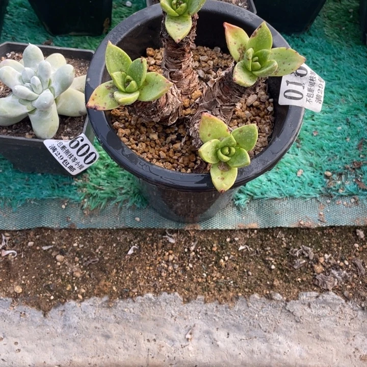 167号帕莫瑞苹果叶多肉