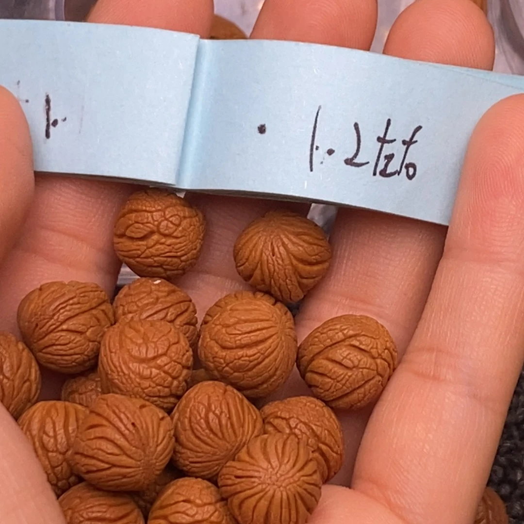 秦岭山脉龙纹桃核 20