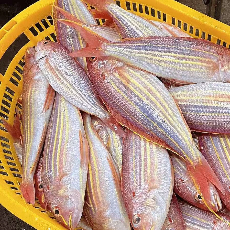 湛江本港新鲜野生金线鱼 金丝鱼 刀里鱼