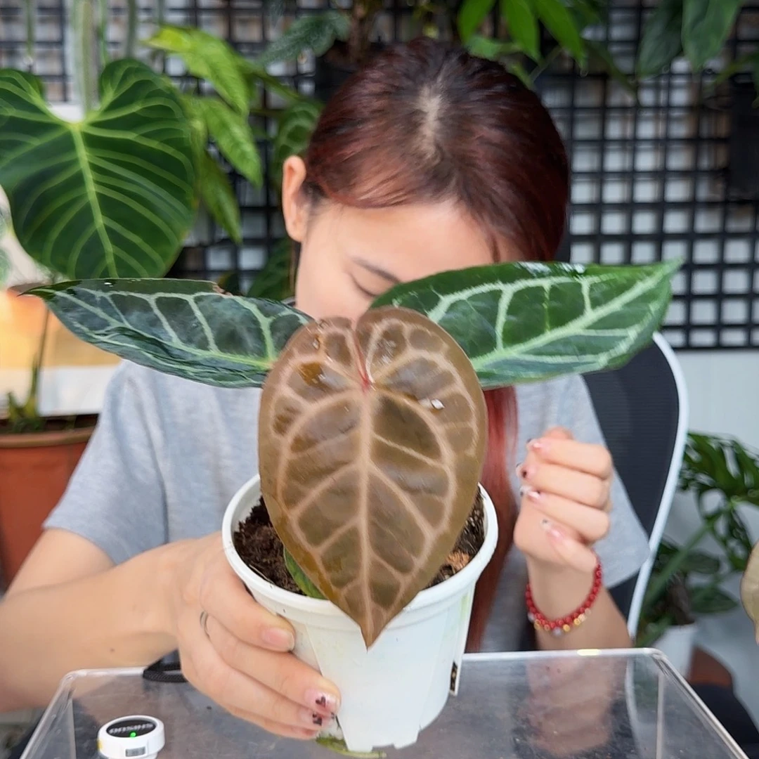 完全开放L85  红水晶杂撕裂纹