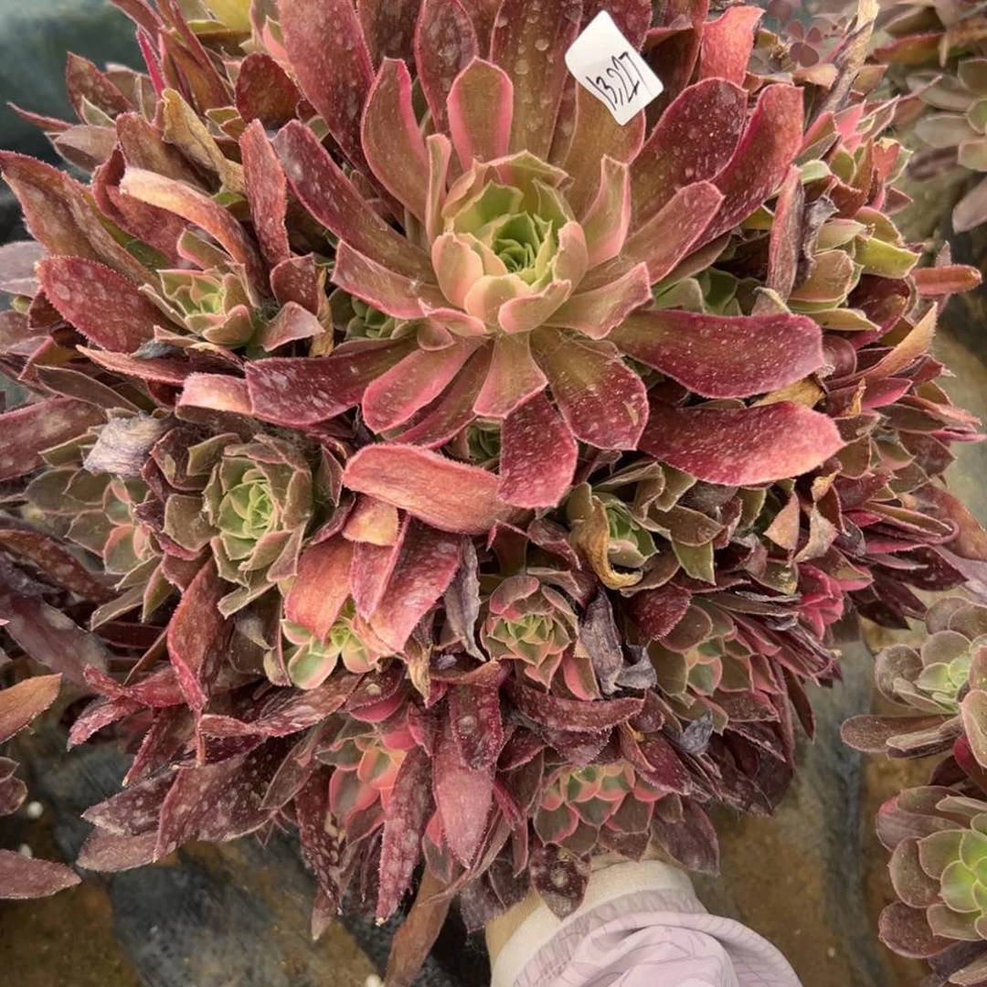 227男神多肉植物系