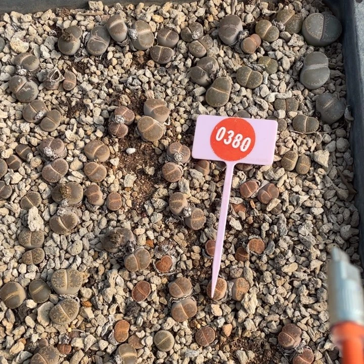 是***。生石花0380000000000000