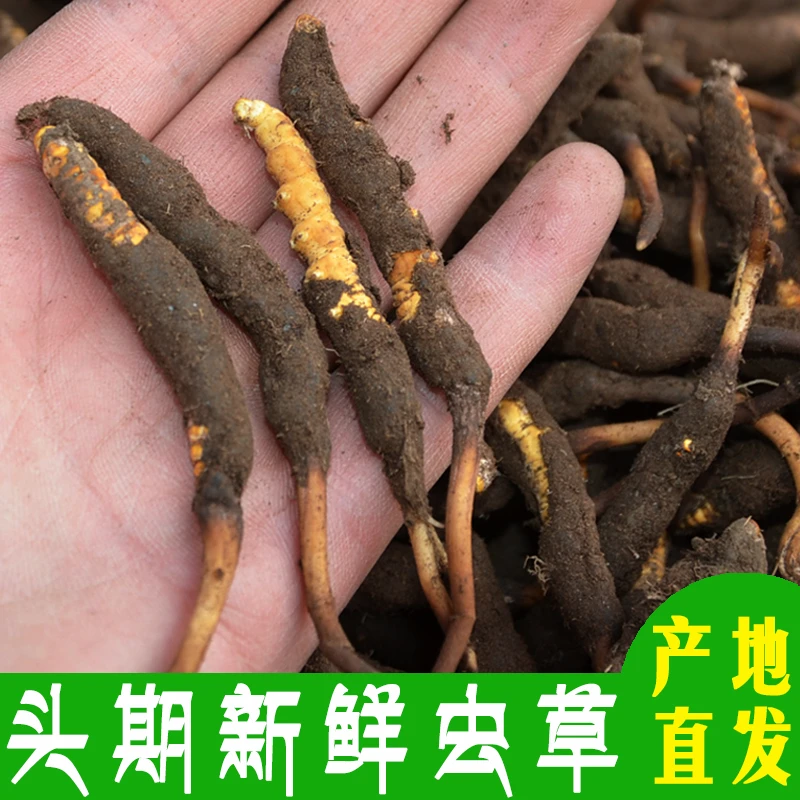 天然野生新鲜冬虫夏草0.5g/根头期干刷虫草滋补 产地直发