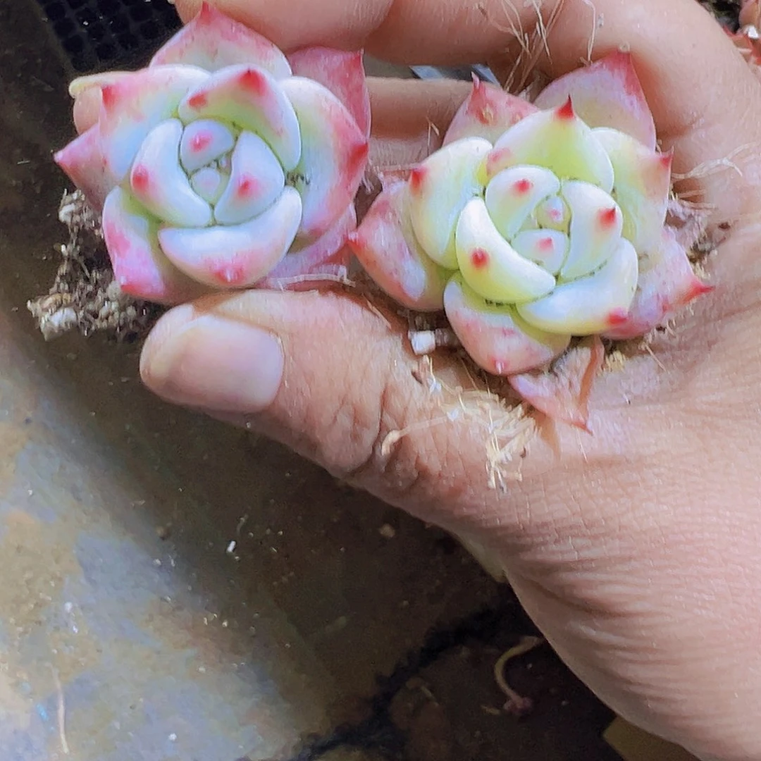 白拉糖单头苗3个19包邮