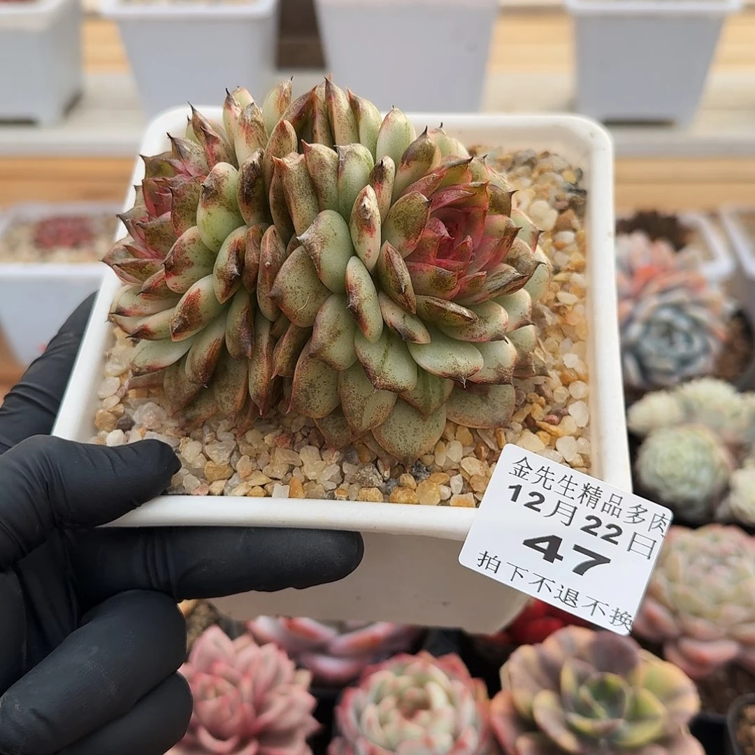 1222-47绿水晶锦双头