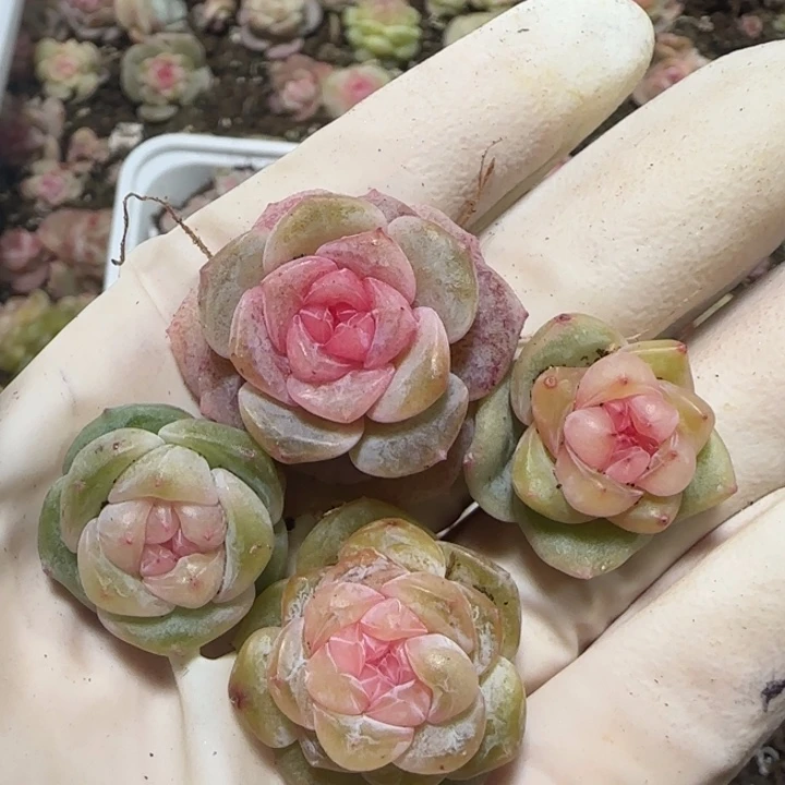 5号王者系列多肉一盒