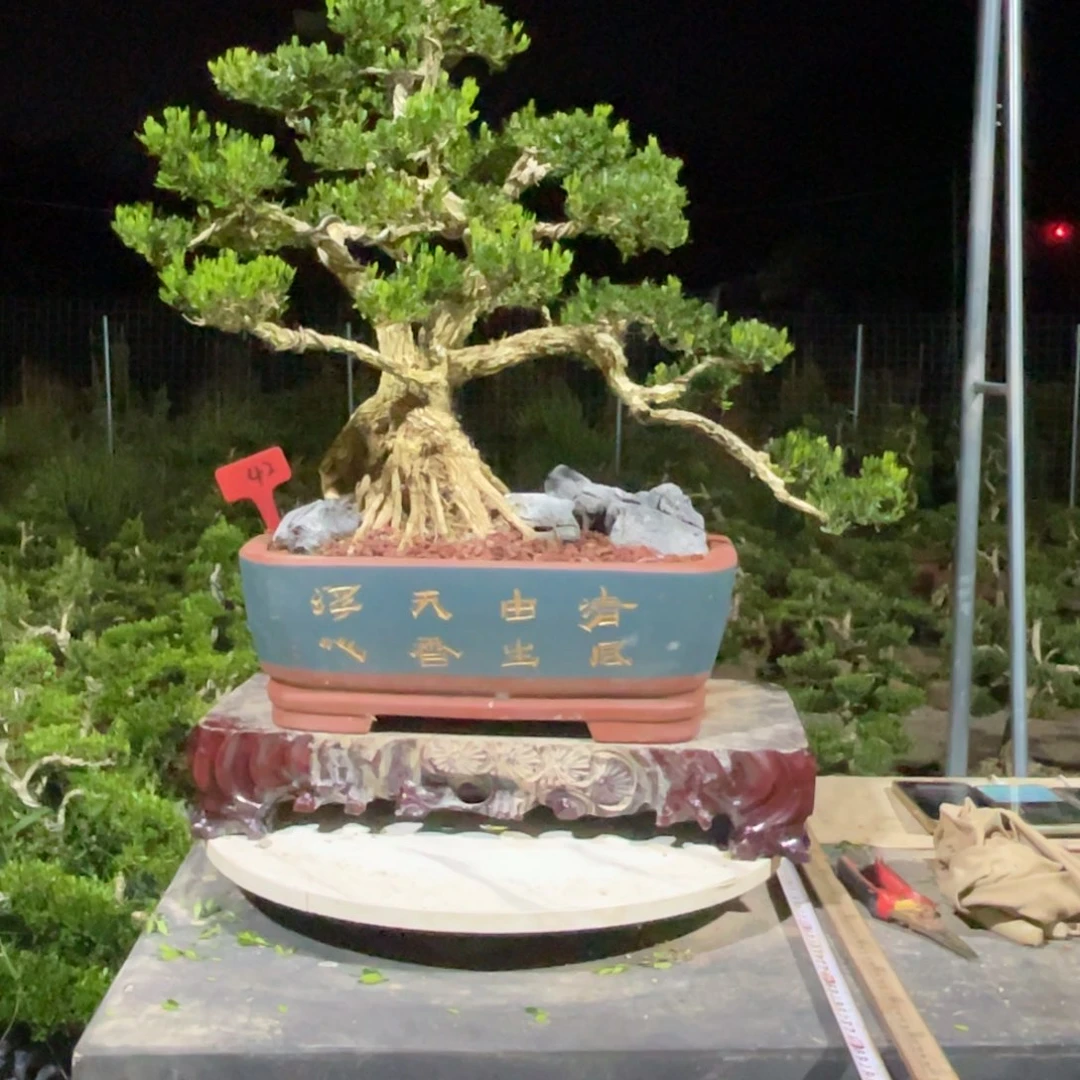 完全开放用****9黄杨盆景