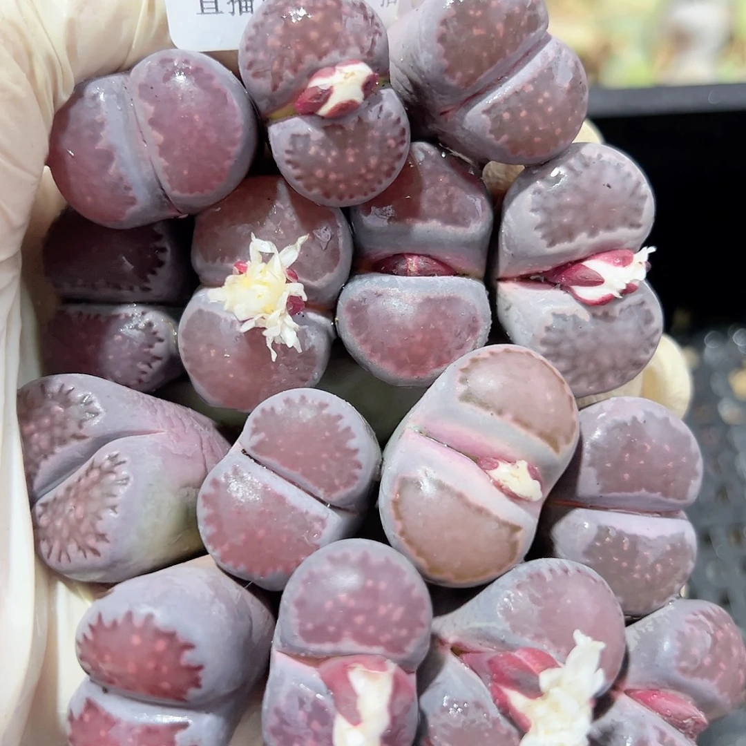 8442 好养易活生石花大母本15个长腿美人特价