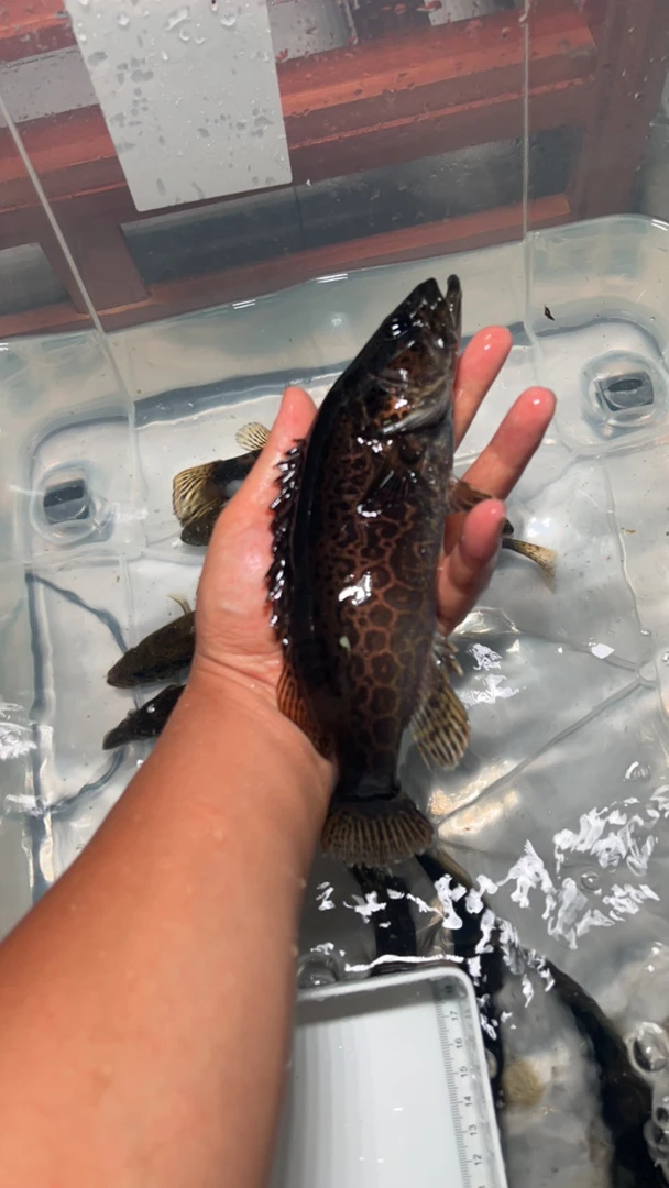 淡水原生野采斑鳜活体凶猛观赏鱼可鱼缸养殖