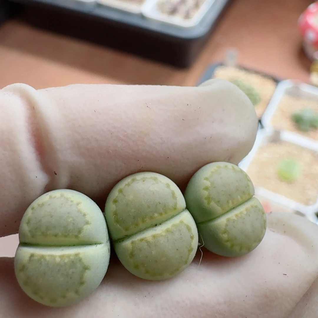 青***岛1023-124饼干饼干饼干