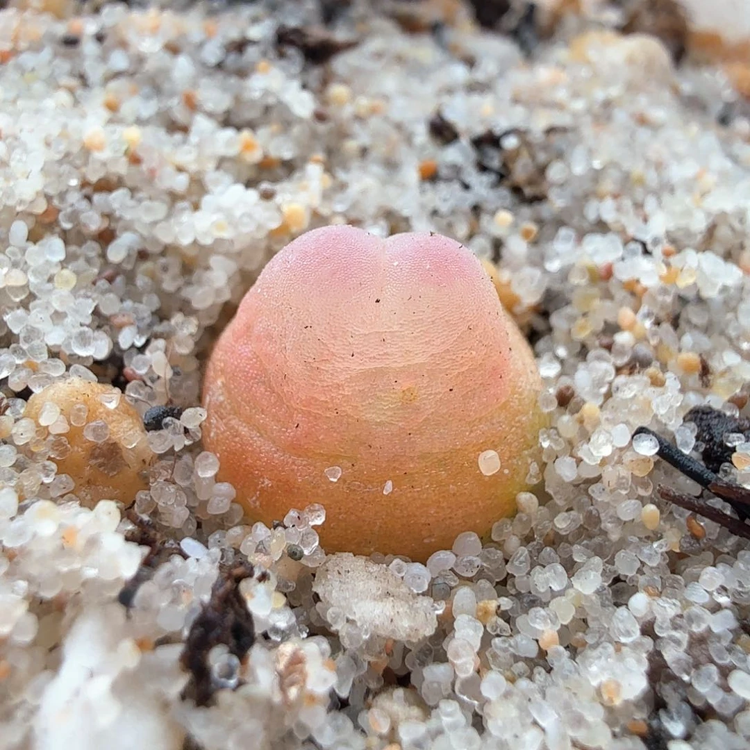 2.14.50/粉兔登/紫皮拉登/多肉植物