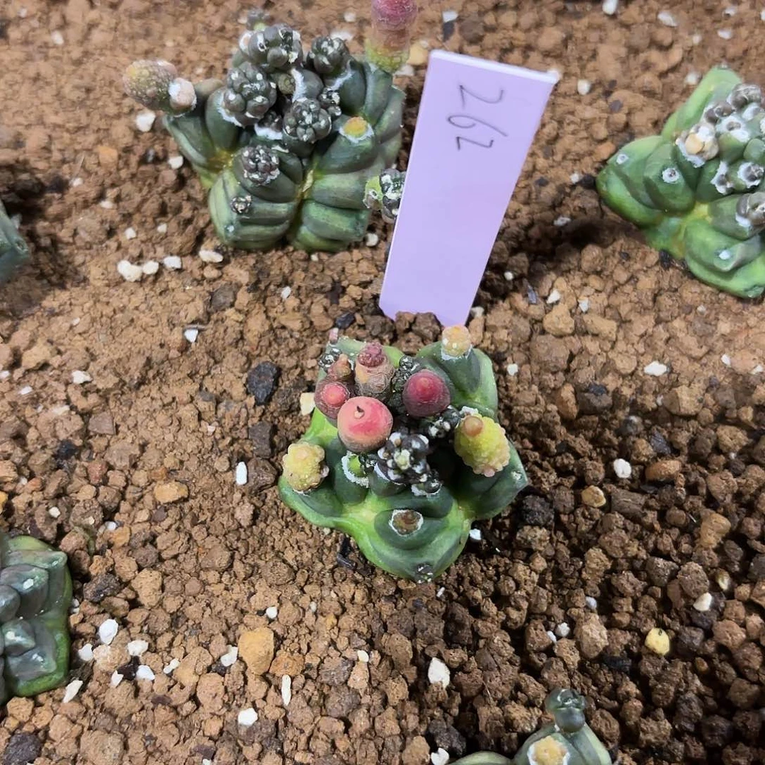 泰国米哈262-0126