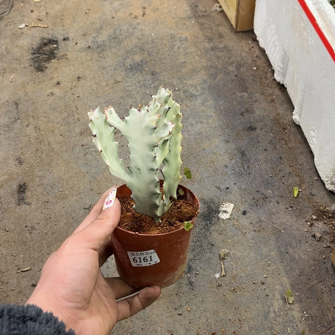 ?*呼6161一物一拍单头发货有根