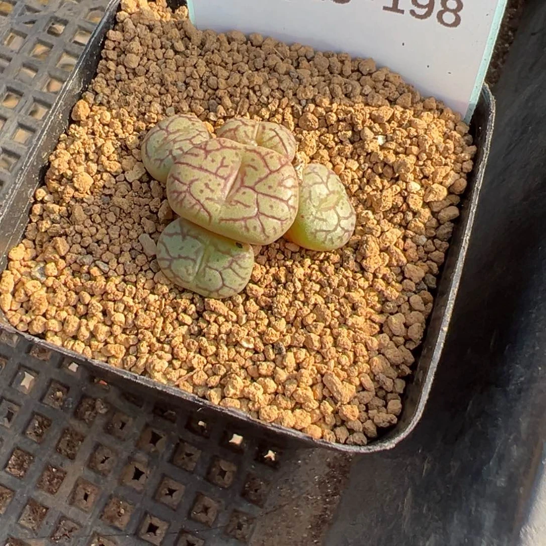 ?***头15-198肉锥多肉植物，