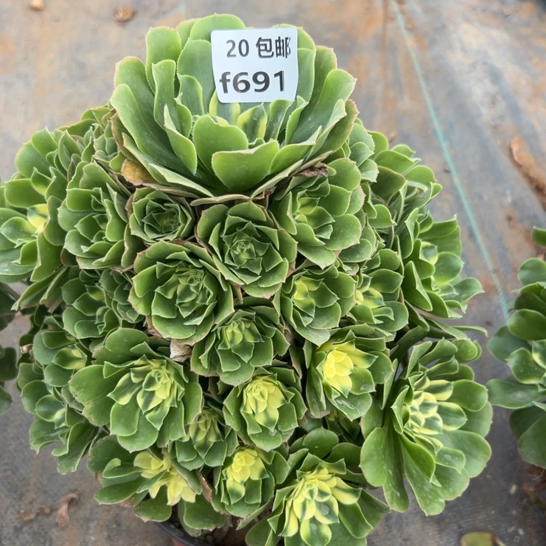 691新尼亚，满20包邮嘟叮熊